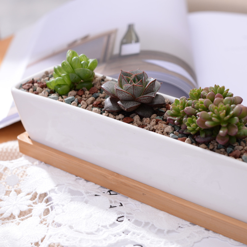 Vaso de plantador suculento de - Desk Setup Green avaliação e preço